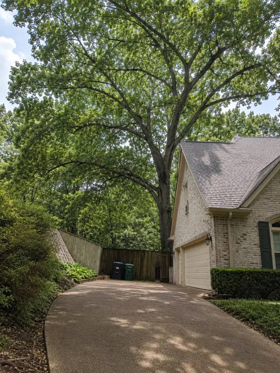 After - Atlanta TreeWorks project