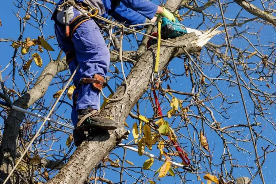 Arborist Services by Atlanta TreeWorks in Metro Atlanta