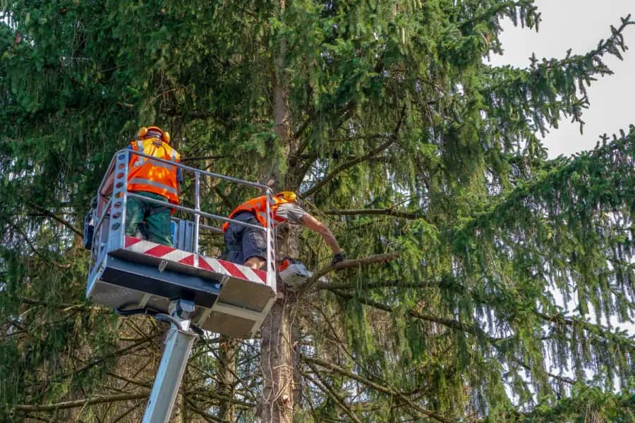 Commercial Tree Care by Atlanta TreeWorks in Metro Atlanta