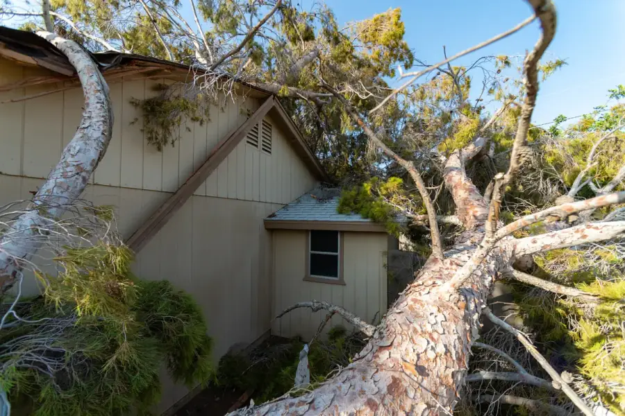 Fallen tree resting against a house after storm damage
