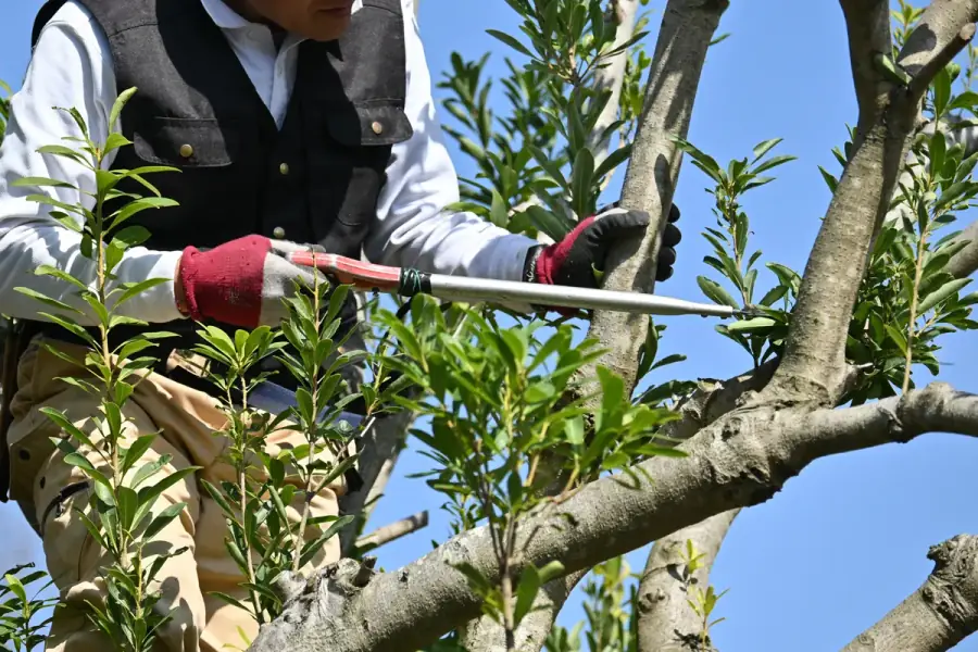 Tree Trimming by Atlanta TreeWorks in Metro Atlanta